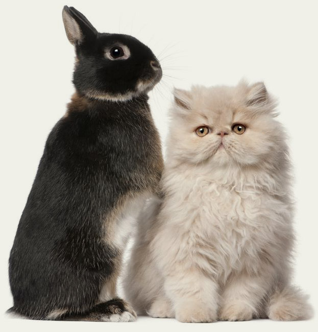 Pet sitting service essex