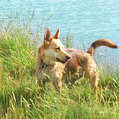 Countryside Dog walk Colchester – 5 Star Pet Services