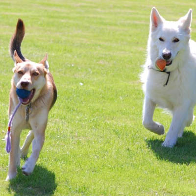 Dog walking Colchester 5 Star Pets