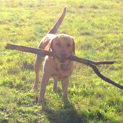 Dog walkies at Colchester Wick