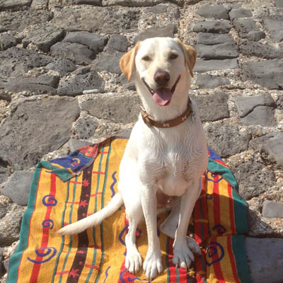 Pet care Essex beach outing – 5 Star Pets