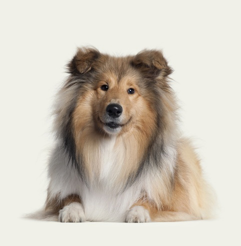 Happy and content dog